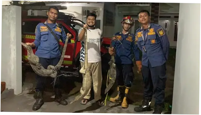 Bruk! 3 Biawak Jatuh di Plafon Rumah Warga Bogor, Damkar Turun Tangan