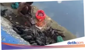 Cari Ikan Sapu-sapu Buat Dijual, 5 Pria di Jakpus Diamankan Satpol PP