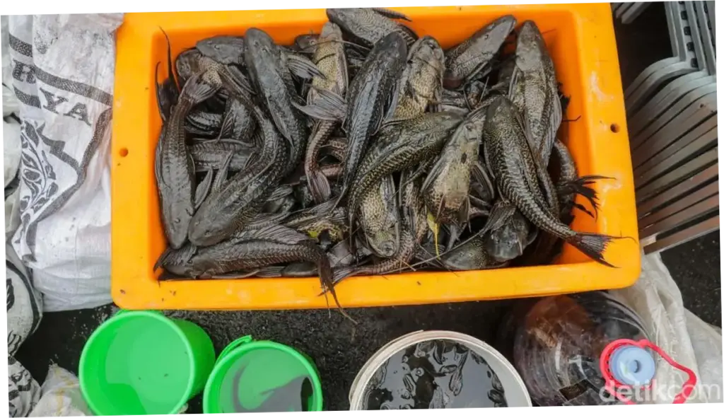 DKI Jakarta Terus Berjuang Melawan Ikan Sapu-sapu: 10 Ton Ditangkap, Penjual Diedukasi