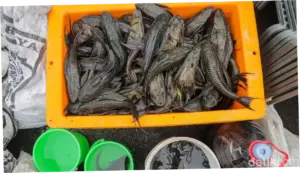 DKI Jakarta Terus Berjuang Melawan Ikan Sapu-sapu: 10 Ton Ditangkap, Penjual Diedukasi