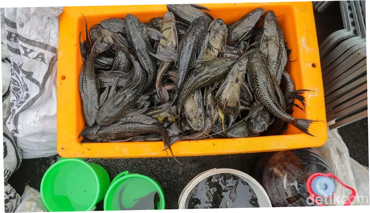 DKI Jakarta Terus Berjuang Melawan Ikan Sapu-sapu: 10 Ton Ditangkap, Penjual Diedukasi