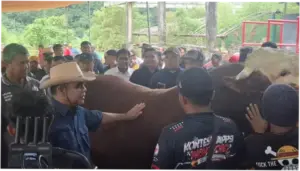 Muzani Buka Kontes Sapi di Wonosobo: Peternak Sumringah Tanda Ekonomi Bergerak