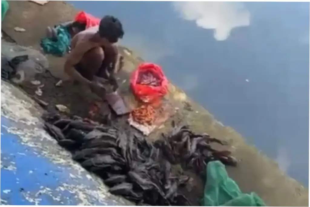 Penjual Daging Ikan Sapu-sapu Diamankan, Kenneth DPRD DKI Minta Pengawasan Diperketat