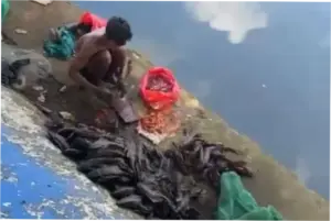 Penjual Daging Ikan Sapu-sapu Diamankan, Kenneth DPRD DKI Minta Pengawasan Diperketat