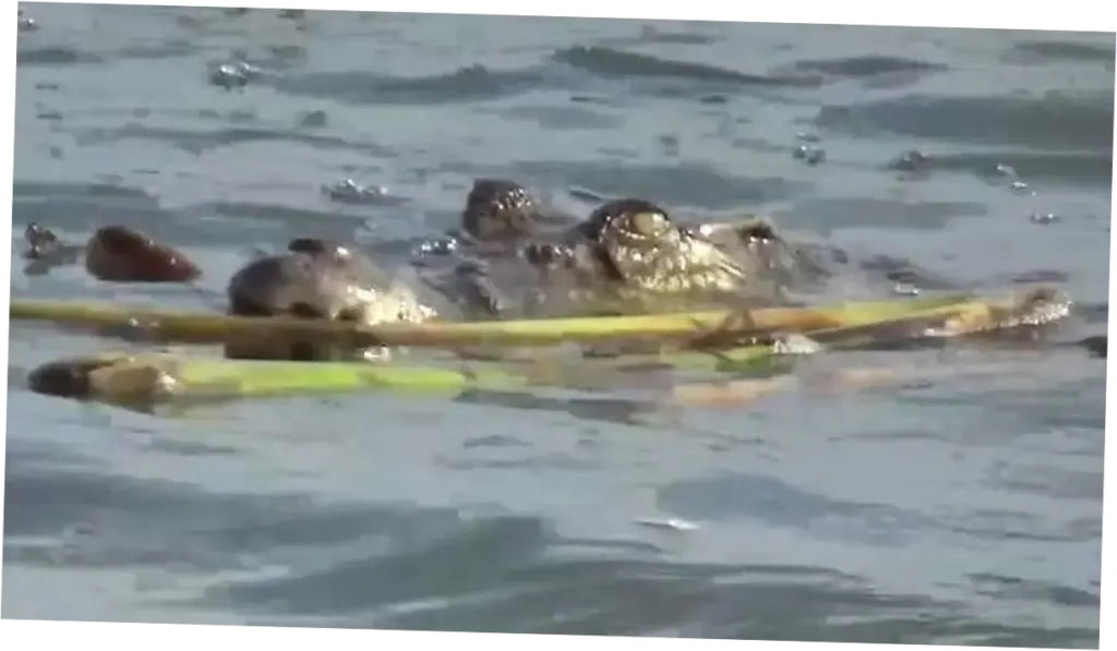 Serangan Buaya di Sulbar: Sebuah Tragedi yang Menggemparkan Masyarakat