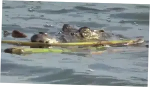 Serangan Buaya di Sulbar: Sebuah Tragedi yang Menggemparkan Masyarakat