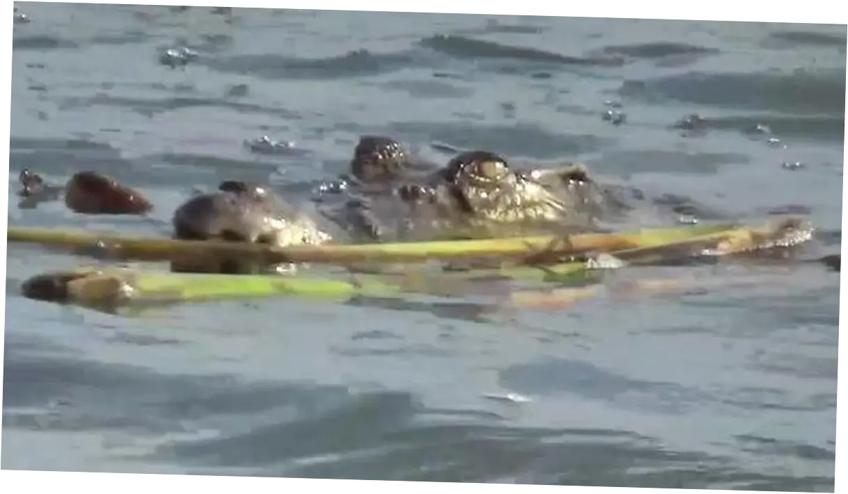 Serangan Buaya di Sulbar: Sebuah Tragedi yang Menggemparkan Masyarakat