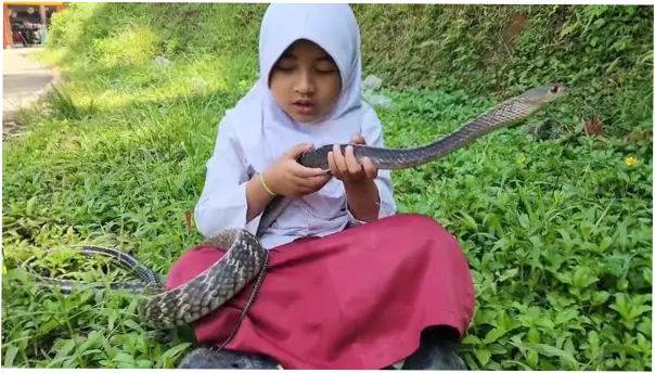 Siswi SD di Cianjur Viral Bestie dengan Ular, Dibawa Tidur hingga Sekolah