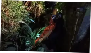 WN Swedia Dievakuasi di Jurang Ubud Bali, Diduga Tewas Sudah 3 Hari