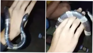 Candaan Pria Bogor Mainkan Ular Weling di Tongkrongan Berujung Kematian