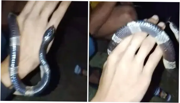 Candaan Pria Bogor Mainkan Ular Weling di Tongkrongan Berujung Kematian