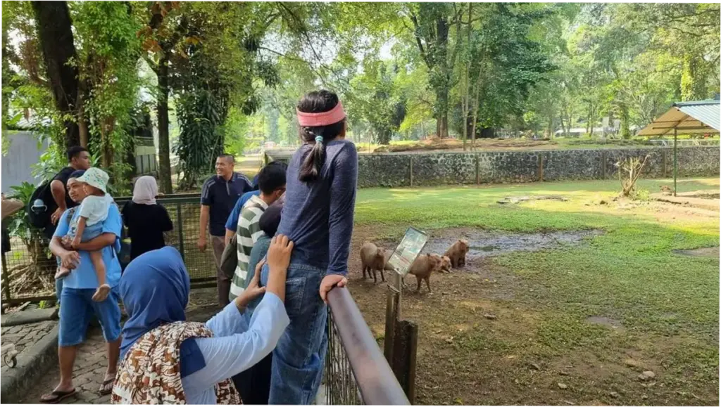 Kapibara di Ragunan Masih Jadi Primadona