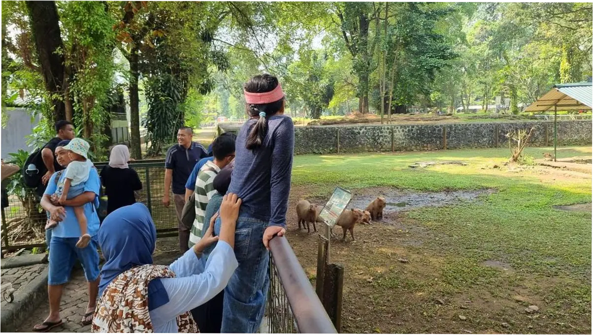 Kapibara di Ragunan Masih Jadi Primadona