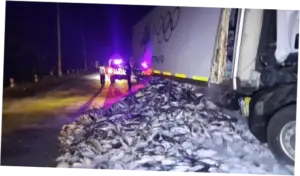Kecelakaan Truk di Grobogan: Muatan Ikan Tuna Berserakan di Jalan