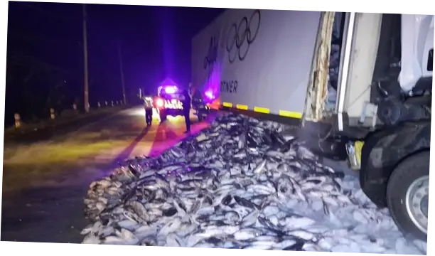Kecelakaan Truk di Grobogan: Muatan Ikan Tuna Berserakan di Jalan