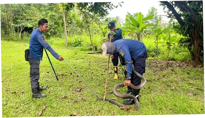 King Kobra Masuk Halaman Rumah Warga di Bogor, Damkar Turun Tangan