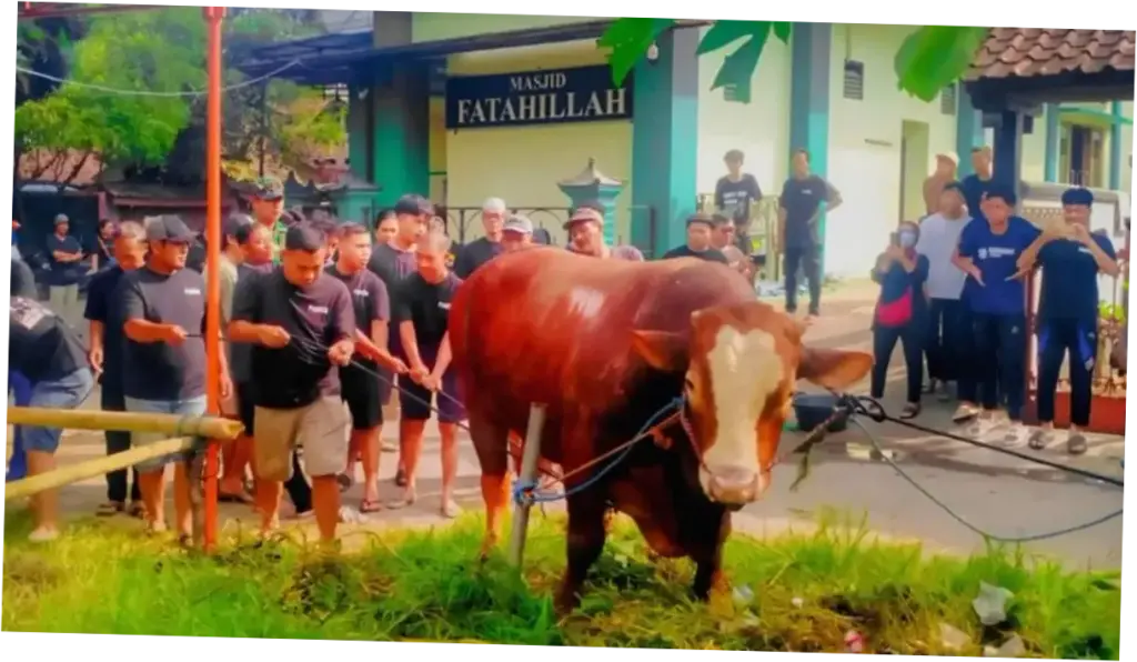 Misteri Sapi Kurban di Masjid Dekat Rumah Amien Rais