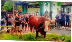 Misteri Sapi Kurban di Masjid Dekat Rumah Amien Rais