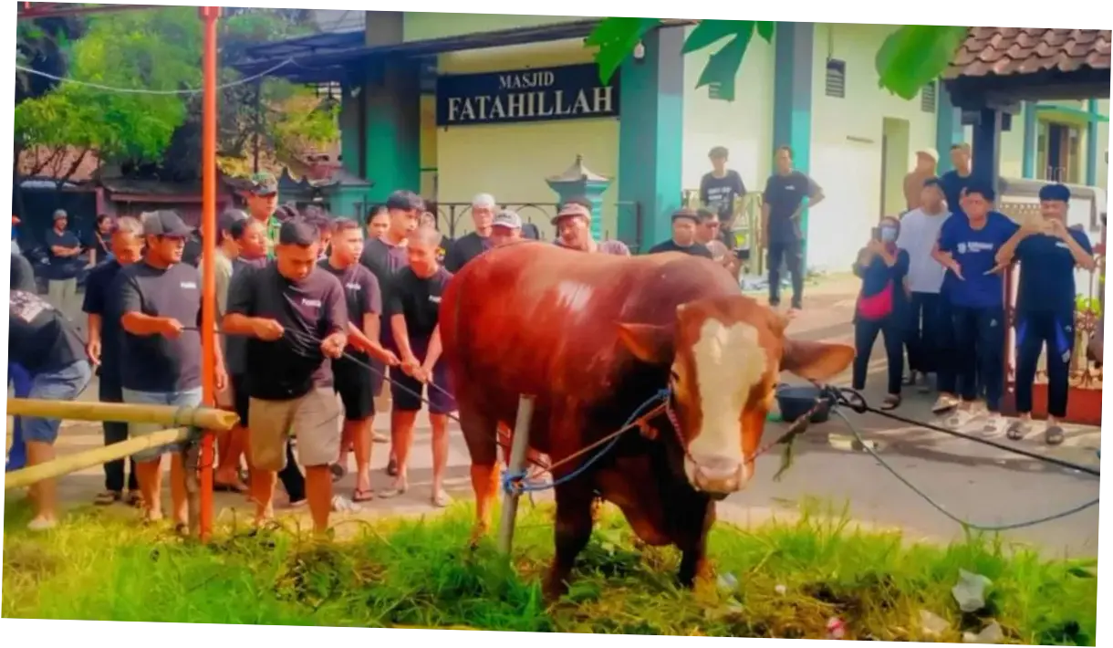 Misteri Sapi Kurban di Masjid Dekat Rumah Amien Rais
