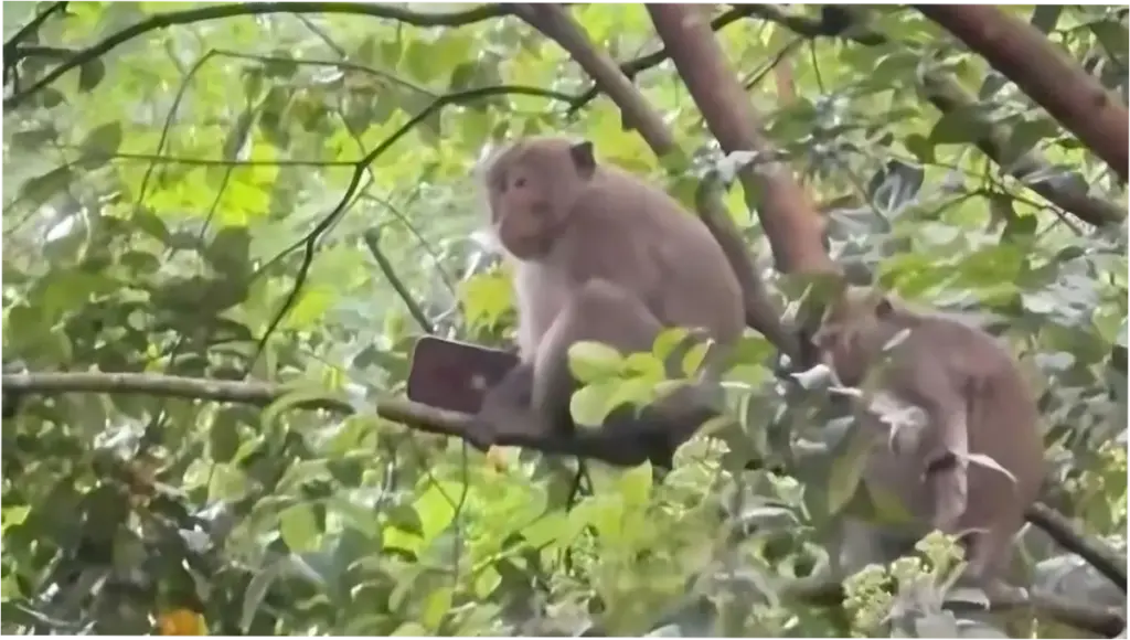 Monyet Curi Handphone Pemain Golf di Sentul, Dibawa ke Pohon
