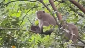 Monyet Curi Handphone Pemain Golf di Sentul, Dibawa ke Pohon