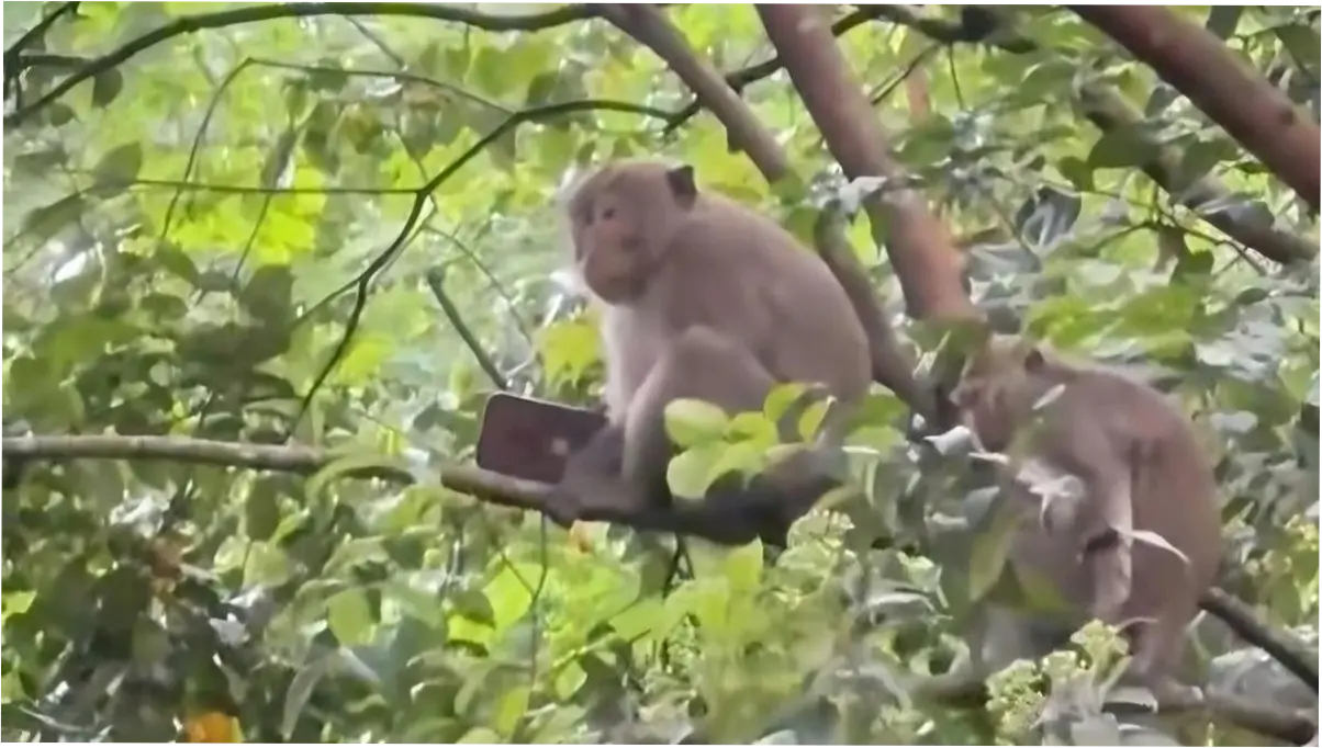 Monyet Curi Handphone Pemain Golf di Sentul, Dibawa ke Pohon
