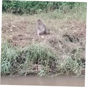 Monyet Liar Menyerang Bocah di Cilincing, 1 Orang Terluka