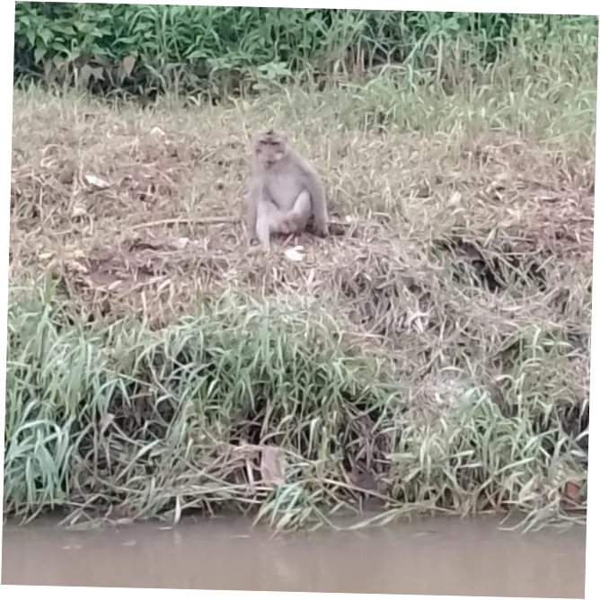 Monyet Liar Menyerang Bocah di Cilincing, 1 Orang Terluka