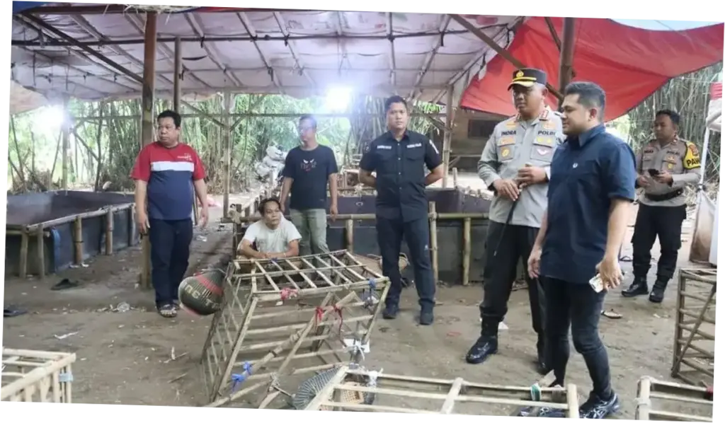 Operasi Sabung Ayam di Tangerang: Polisi Tangkap 2 Orang dan Sita 28 Sepeda Motor