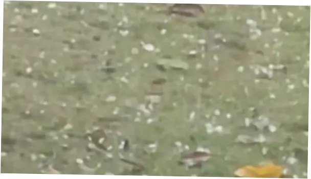 Pandeglang Dilanda Cuaca Ekstrem: Hujan Es hingga Pohon Tumbang