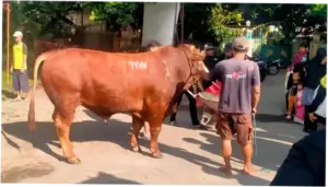 Pengirim Sapi Kurban 'TIW' di Masjid Dekat Rumah Amien Rais Berasal dari Jakarta