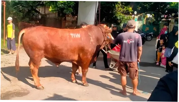 Pengirim Sapi Kurban 'TIW' di Masjid Dekat Rumah Amien Rais Berasal dari Jakarta