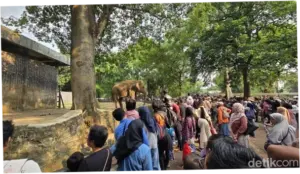 135 Ribu Orang Serbu Ragunan di Hari Terakhir Masuk Gratis, Naik 2 Kali Lipat