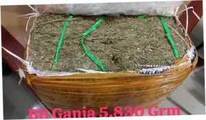 Bareskrim Gagalkan Pengiriman 5,8 Kg Ganja di Jatim, 3 Orang Ditangkap
