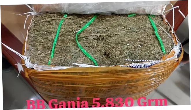 Bareskrim Gagalkan Pengiriman 5,8 Kg Ganja di Jatim, 3 Orang Ditangkap