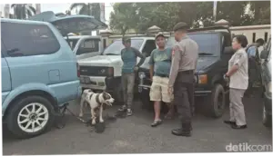 Bocah Jasinga Tewas Diserang Anjing Pemburu, 57 Orang Diperiksa