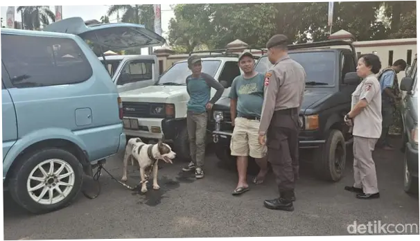 Bocah Jasinga Tewas Diserang Anjing Pemburu, 57 Orang Diperiksa