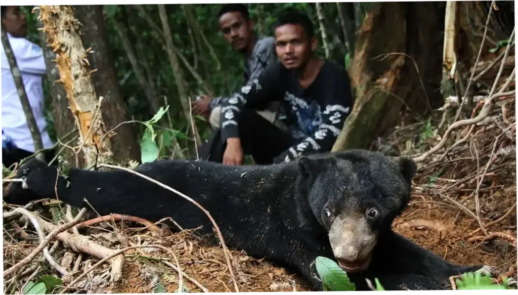 Petani di Sumsel Diserang Beruang Saat Berkebun, Pinggang dan Paha Robek