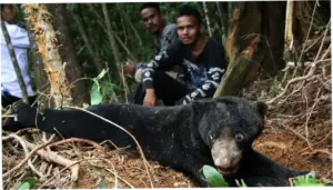 Petani di Sumsel Diserang Beruang Saat Berkebun, Pinggang dan Paha Robek