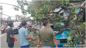 Pohon Tumbang Timpa Kios-Angkot di Simpang Talang Bogor, Lalin Sempat Macet