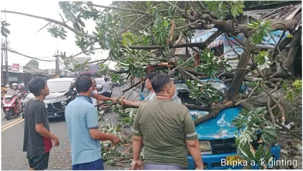 Pohon Tumbang Timpa Kios-Angkot di Simpang Talang Bogor, Lalin Sempat Macet