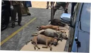 Ratusan Anjing Diamankan Usai Bocah Tewas Diserang di Bogor, 4 Mati