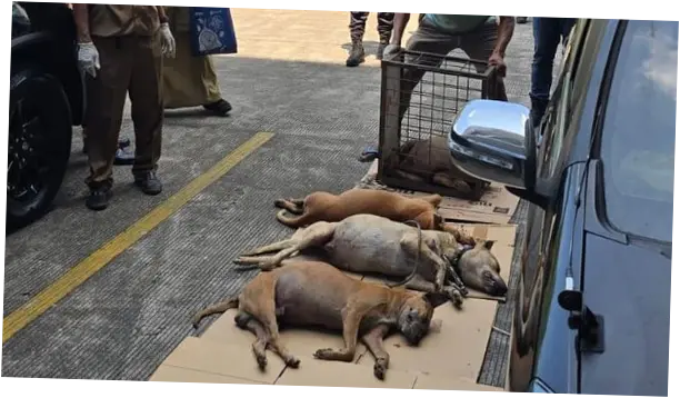 Ratusan Anjing Diamankan Usai Bocah Tewas Diserang di Bogor, 4 Mati