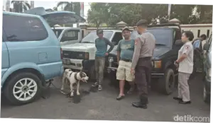 Tak Ada Lagi Aktivitas Berburu Babi di Jasinga Usai Heboh Anjing Serang Bocah
