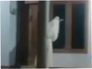 Viral 'Pocong' Bawa Celurit Hantui Warga Bangkalan, Camat Pastikan Hoax