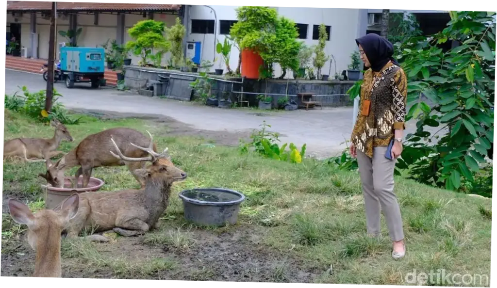 Viral Rusa di Taman Sriwedari Solo Makan di Tempat Sampah