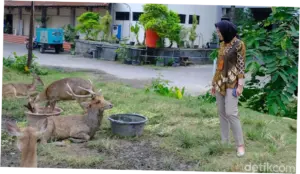 Viral Rusa di Taman Sriwedari Solo Makan di Tempat Sampah