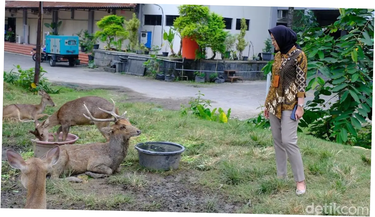 Viral Rusa di Taman Sriwedari Solo Makan di Tempat Sampah