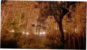 Kebakaran Hutan di Ponorogo: 3 Hektare Lahan Terbakar Diduga Akibat Puntung Rokok