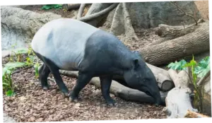 Mengapa Tapir Dilindungi? Ini Alasan, Aturan, dan Sanksinya